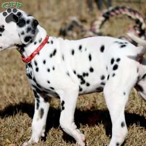 Dude, Dalmatian Puppy