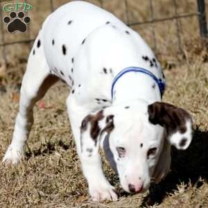 Destiny, Dalmatian Puppy