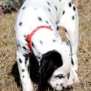 Dude, Dalmatian Puppy