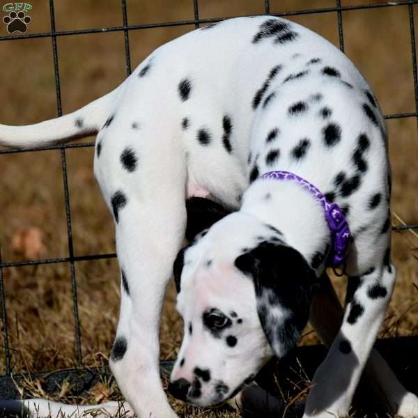 Diamond, Dalmatian Puppy