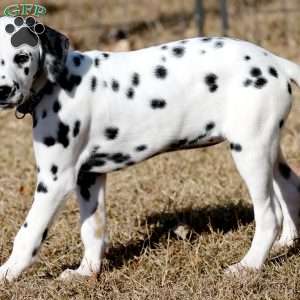 Diamond, Dalmatian Puppy