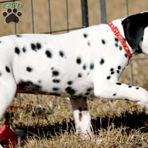 Dude, Dalmatian Puppy