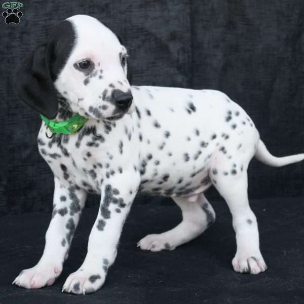 Treasure, Dalmatian Puppy