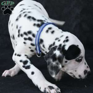 Taco, Dalmatian Puppy