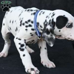 Taco, Dalmatian Puppy