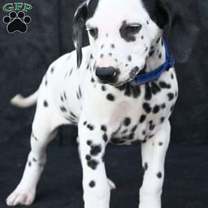 Taco, Dalmatian Puppy