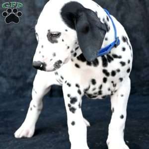 Taco, Dalmatian Puppy