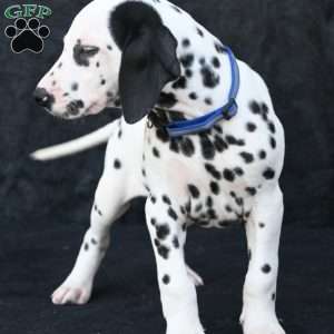 Taco, Dalmatian Puppy