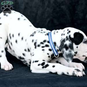 Taco, Dalmatian Puppy