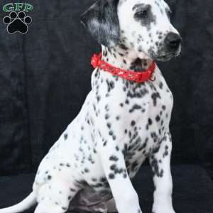 Tonka, Dalmatian Puppy