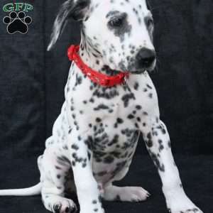 Tonka, Dalmatian Puppy