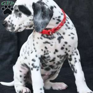 Tonka, Dalmatian Puppy