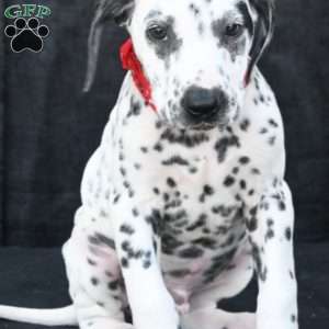 Tonka, Dalmatian Puppy