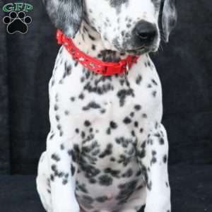 Tonka, Dalmatian Puppy