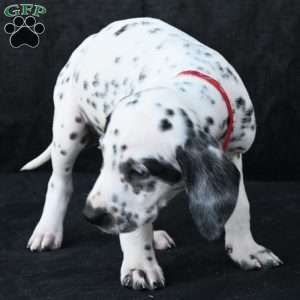 Tonka, Dalmatian Puppy