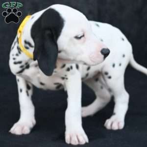 Tika, Dalmatian Puppy