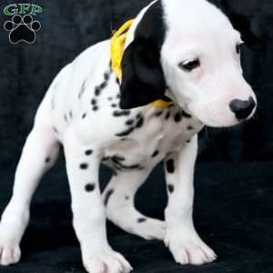 Tika, Dalmatian Puppy