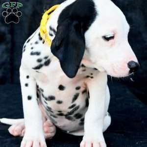 Tika, Dalmatian Puppy