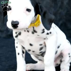 Tika, Dalmatian Puppy