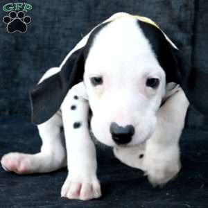 Tika, Dalmatian Puppy