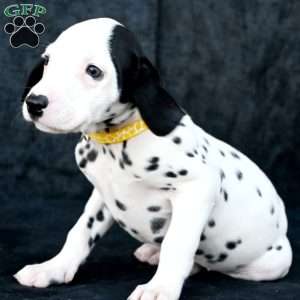 Tika, Dalmatian Puppy