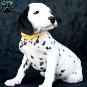 Tika, Dalmatian Puppy