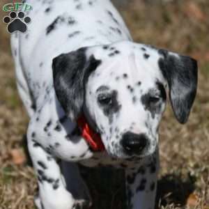 Tonka, Dalmatian Puppy