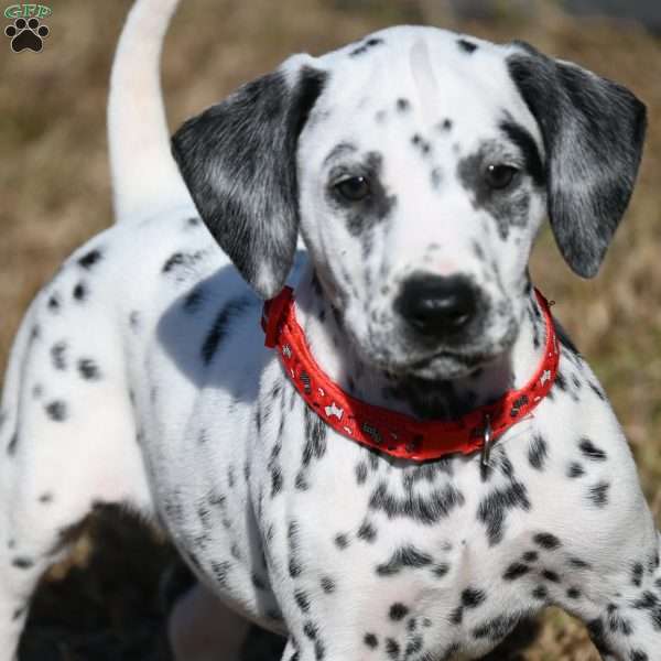 Tonka, Dalmatian Puppy