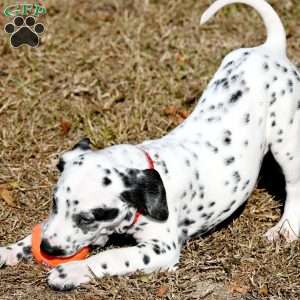 Tonka, Dalmatian Puppy