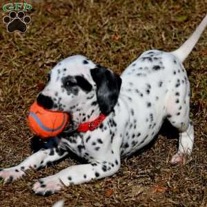 Tonka, Dalmatian Puppy