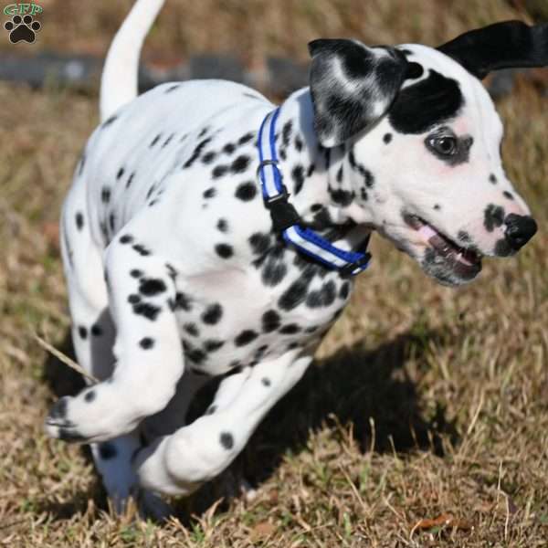 Taco, Dalmatian Puppy