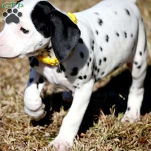 Tika, Dalmatian Puppy