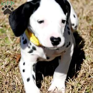 Tika, Dalmatian Puppy