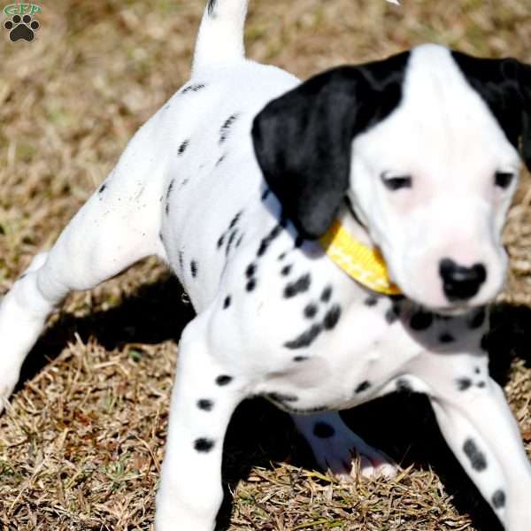 Tika, Dalmatian Puppy