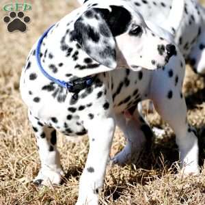 Taco, Dalmatian Puppy