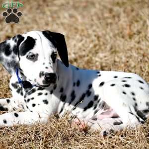 Taco, Dalmatian Puppy