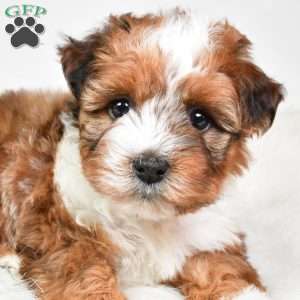 Hazel, Yorkie Poo Puppy