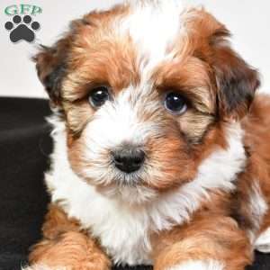 Hazel, Yorkie Poo Puppy