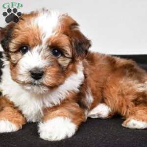 Hazel, Yorkie Poo Puppy