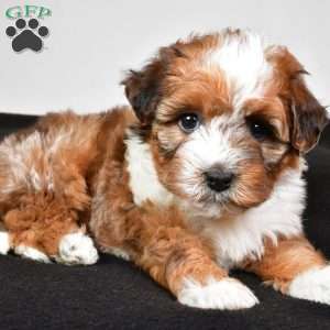 Hazel, Yorkie Poo Puppy