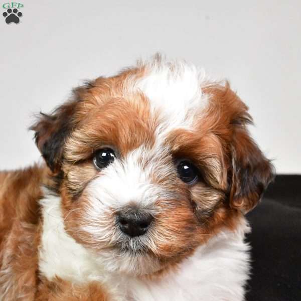 Hazel, Yorkie Poo Puppy