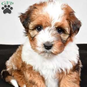 Hazel, Yorkie Poo Puppy