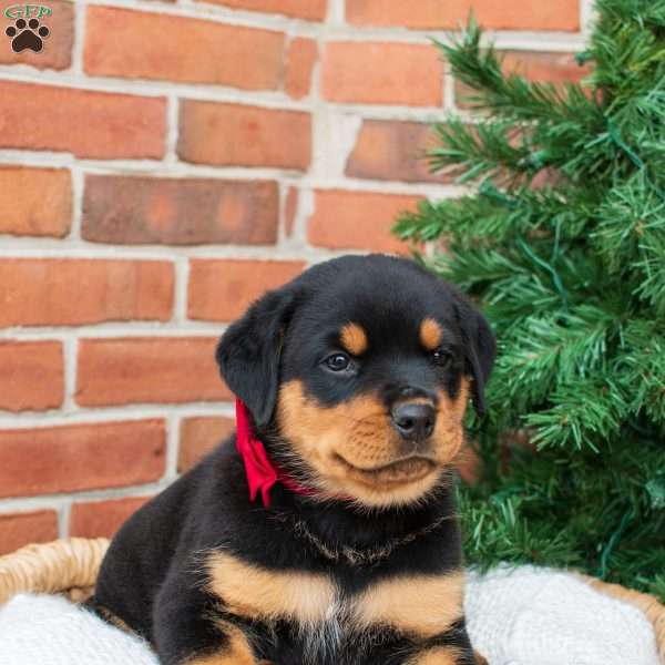 Petey, Rottweiler Puppy