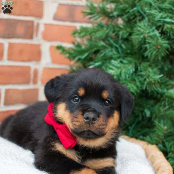 Pickle, Rottweiler Puppy