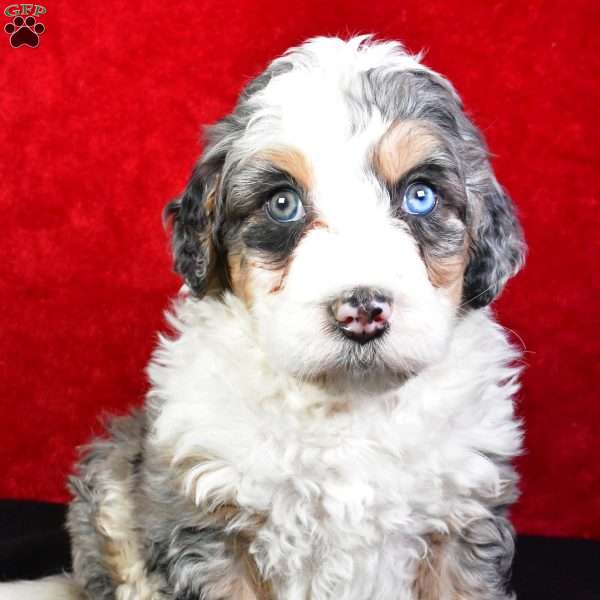 Cooper, Bernedoodle Puppy