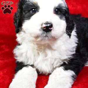 Hunter, Bernedoodle Puppy