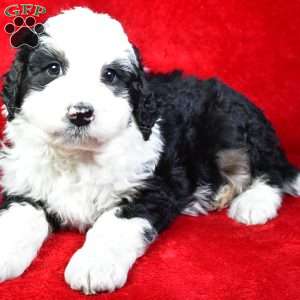 Hunter, Bernedoodle Puppy