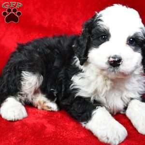 Hunter, Bernedoodle Puppy