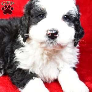 Hunter, Bernedoodle Puppy