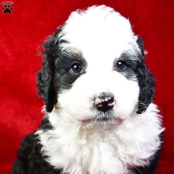 Hunter, Bernedoodle Puppy